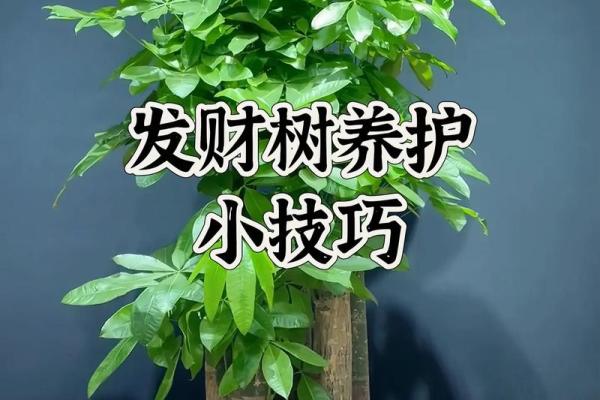 招财风水树选择与养护指南