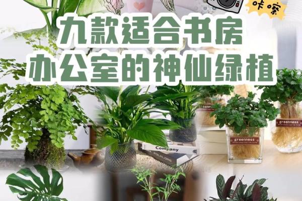 助力职场发展的办公室风水植物摆放要点