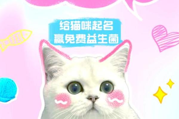 适合小猫的名字，帮你找到完美选择