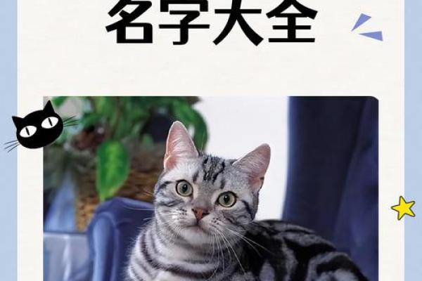 如何为小猫挑选一个既可爱又独特的名字