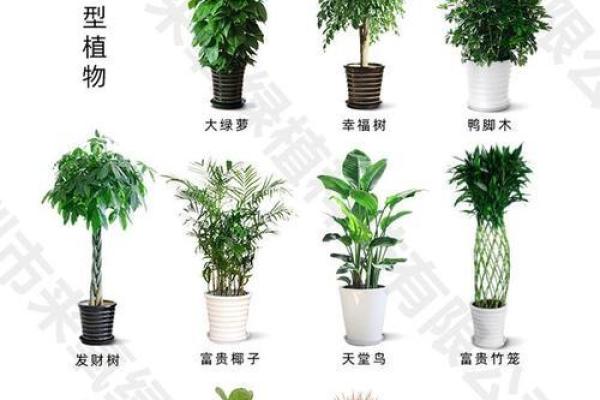 水培植物在办公室的风水作用与摆放建议