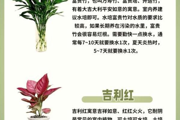 提升办公室运势的绿植风水指南