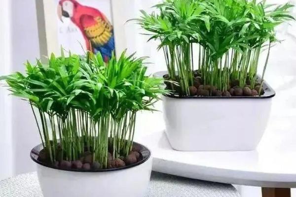 通过风水植物提升办公室的财富运势