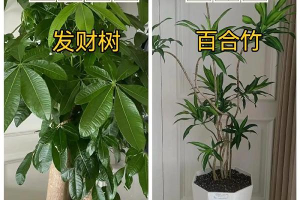 客厅风水秘籍：绿植树木如何提升家居运势