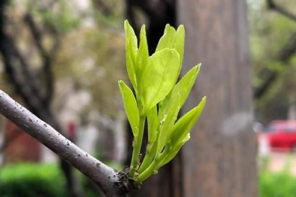 老树新芽：揭秘晚年得子者的独特面相特征